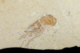 Cretaceous Octopus (Palaeoctopus) With Pos/Neg - Lebanon #145230-11
